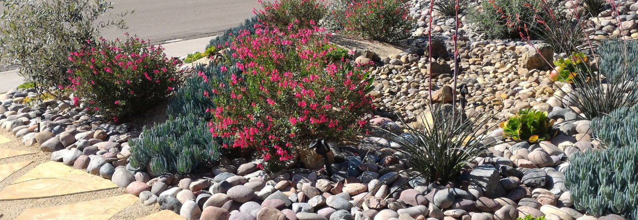A garden with rocks and plants.