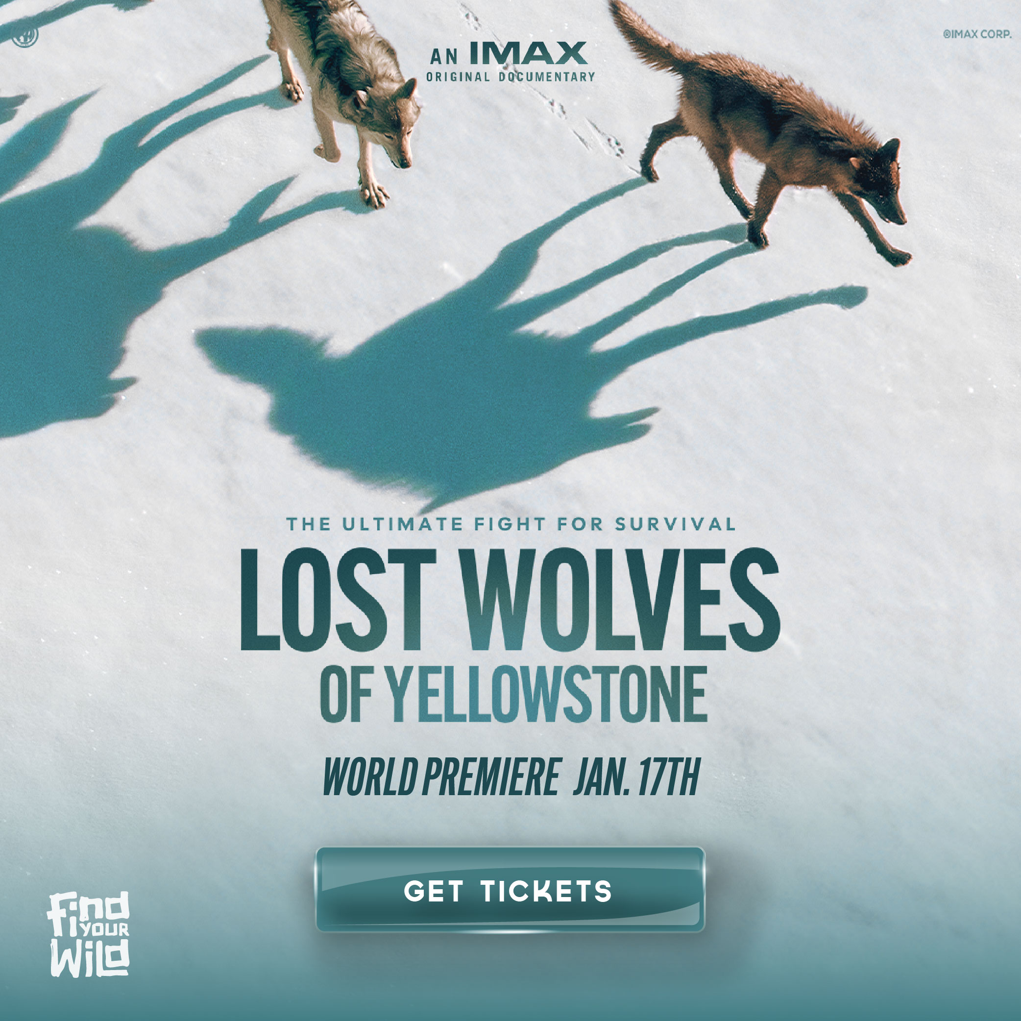 @IMAX CORP. AN IMAX ORIGINAL THE ULTIMATE FIGHT FOR SURVIVAL LOST WOLVES OF YELLOWSTONE WORLDPRfMlfRf JAN. 17TH GET TICKETS