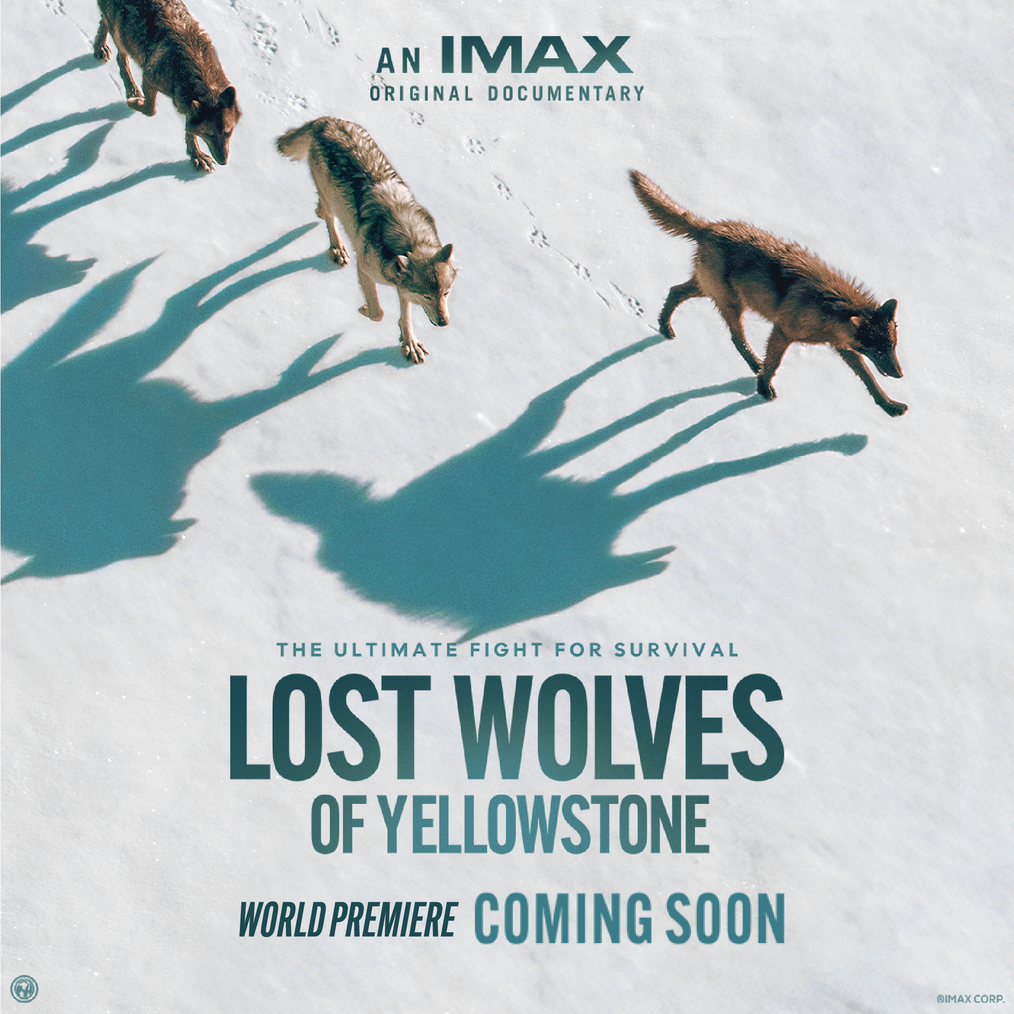 AN IMAX OilGlNAL DOCUMENTARY THE ULTIMAT FIGHT FOR SURVIVAL LOST WOLVES OF YELLOWSTONE WORLDPRfM/fRf COMING SOON 01M AX CORP.
