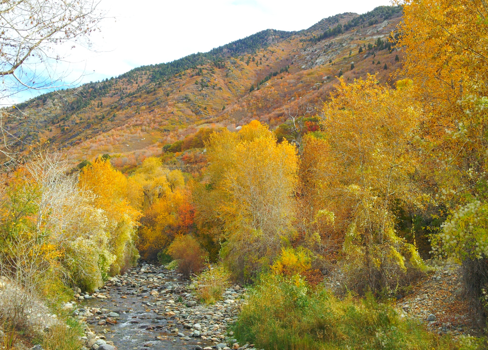 A river running through a forest.