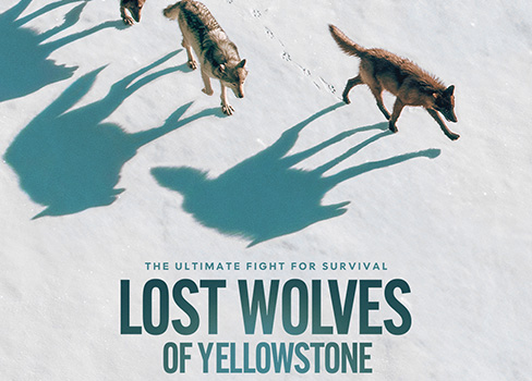 THE ULTIMATE FIGHT FOR SURVIVAL LOST WOLVES OF YELLOWSTONE