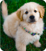 A dog lying on grass.