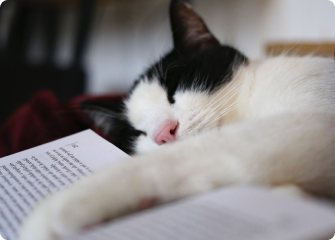 A cat sleeping on a book.