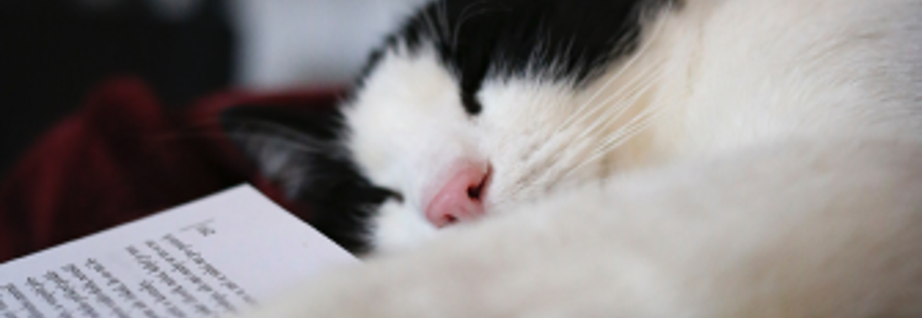 A cat sleeping on a book.