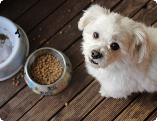 A dog sitting on a wood floor next to a bowl of food.