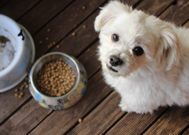 A dog sitting on a wood floor next to a bowl of food.