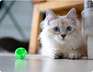 A cat with blue eyes.