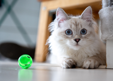 A cat with blue eyes.