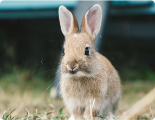A brown and white rabbit.