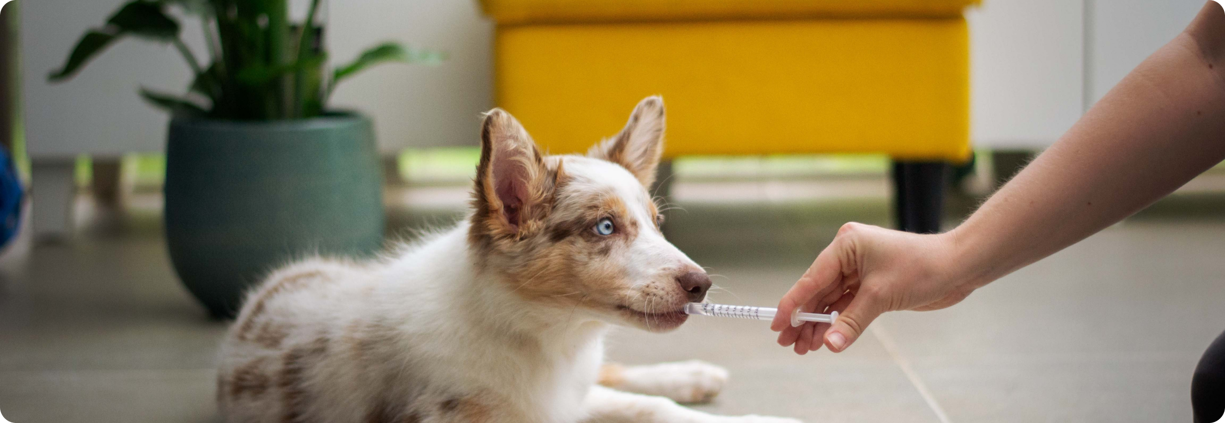 A dog sitting on the floor.