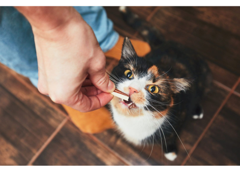 A person feeding a cat.