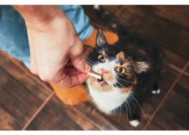 A person feeding a cat.