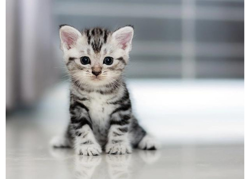 A kitten walking on a wood floor.