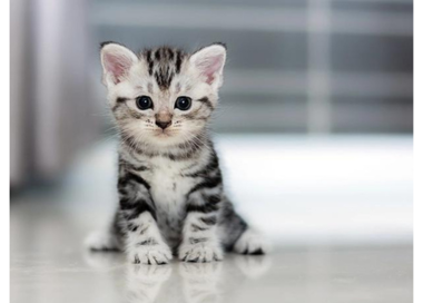 A kitten walking on a wood floor.