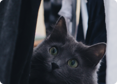 A cat looking at the camera.