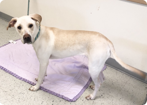 A dog standing on a purple mat.