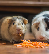 A couple of guinea pigs eating carrots.