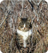 A cat sitting in a tree.