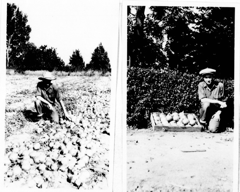 ناريي يد بفر