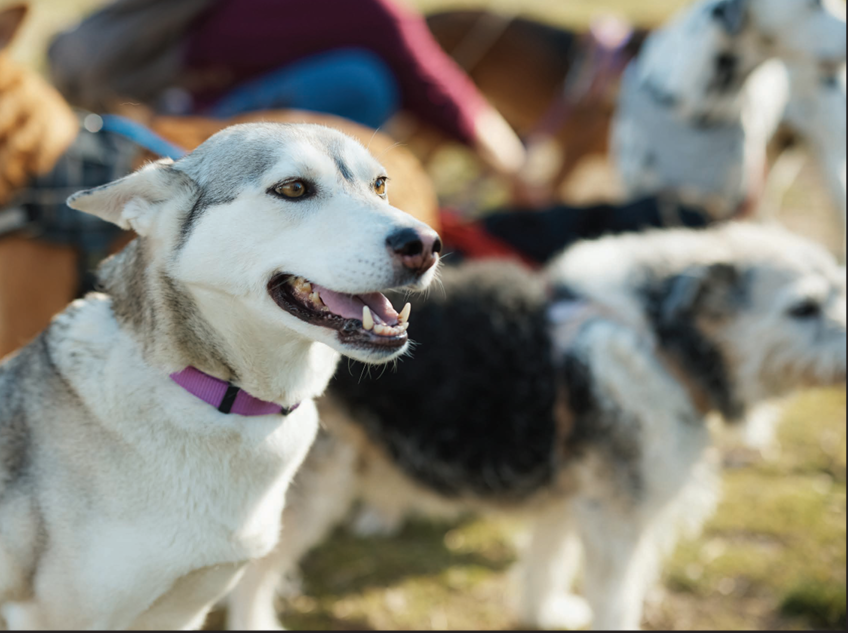 A dog with its mouth open.