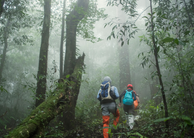 A group of people hiking in the woods.