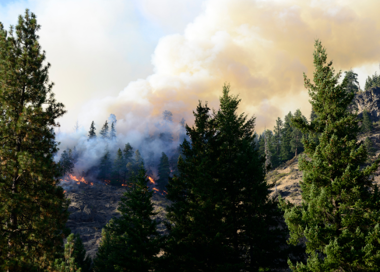 A forest with a fire in the distance.