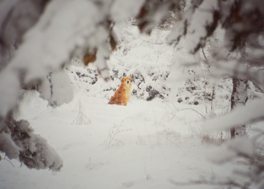 A small orange bug on a white surface.