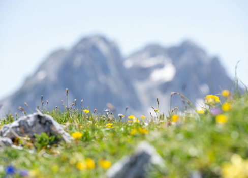 A field of flowers with a mountain in the background.