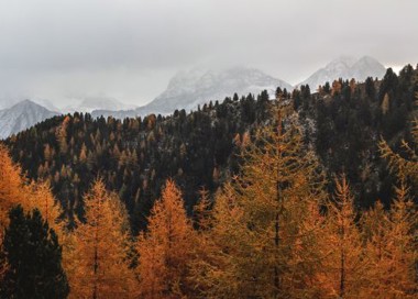 A forest of trees with mountains in the background.