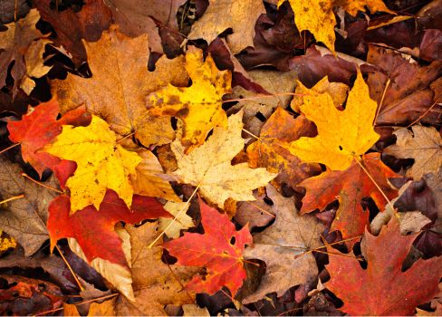 A pile of colorful leaves.