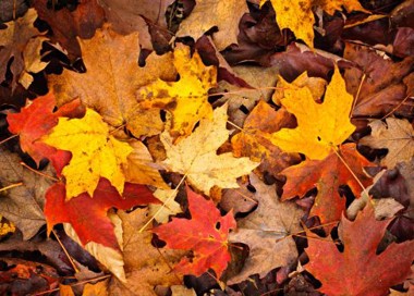 A pile of colorful leaves.