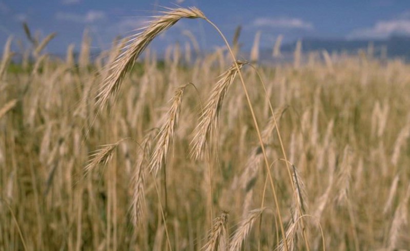 A field of wheat.