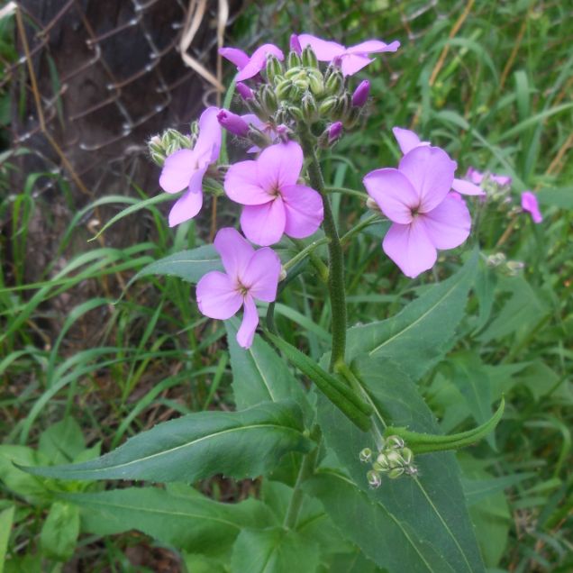 Dame's rocket with clusters of purple flowers on tall stems