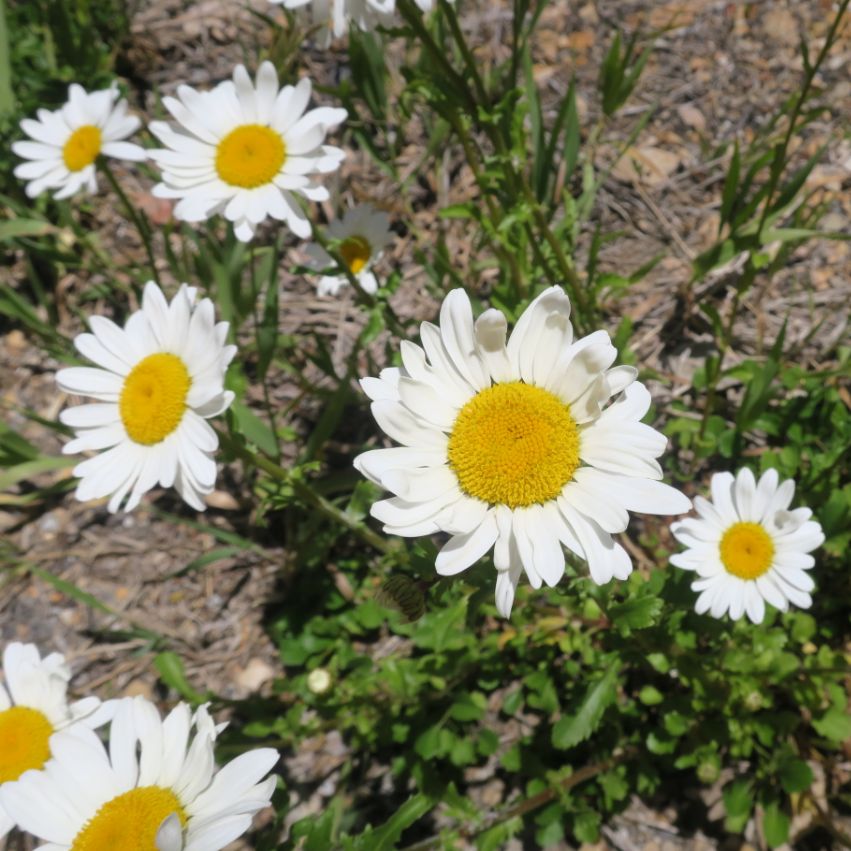 Oxeye daisy with white petals and yellow center