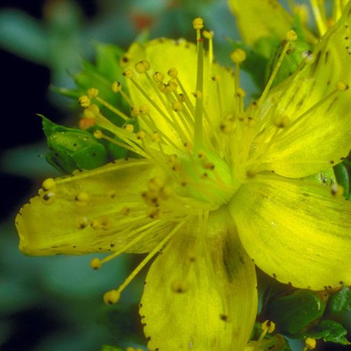 Common St. John's wort with small yellow flowers and oval green leaves