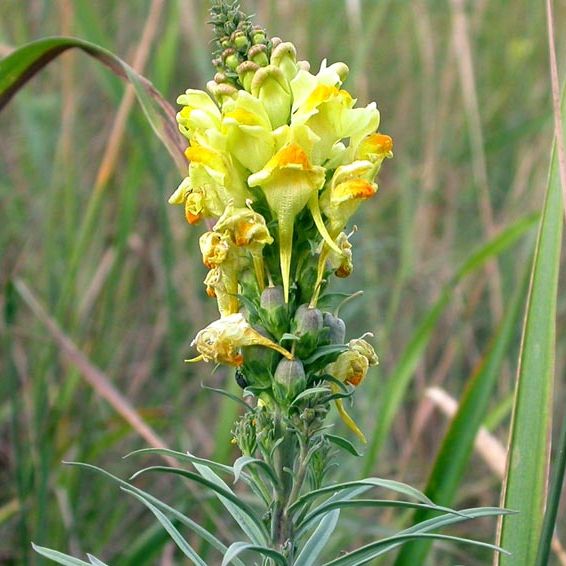 Yellow toadflax with bright yellow snapdragon-like flowers