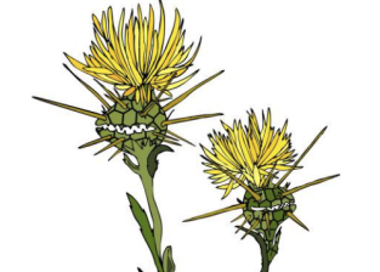 A close up of a flower.