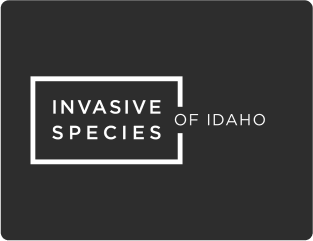INVASIVE OF IDAHO SPECIES