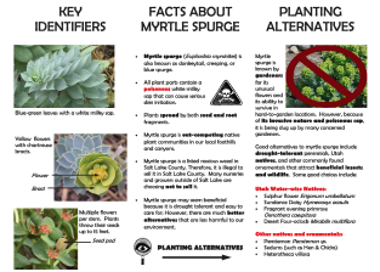 lDENTlRERS FACT5 ΑΒΟΙ_ΙΤ MVRTLE SPURGE