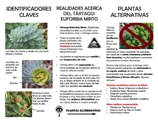 lOENTlFlCADORES 0EL rARrAcoy El-lFORBlA MlRTO 