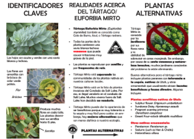 lOENTlFlCADORES 0EL rARrAcoy El-lFORBlA MlRTO