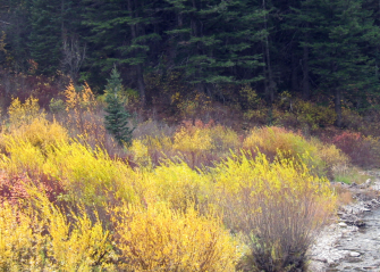 A forest of trees.