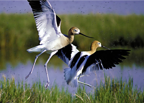 A couple of birds fighting.