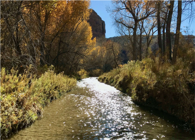 A river running through a forest.
