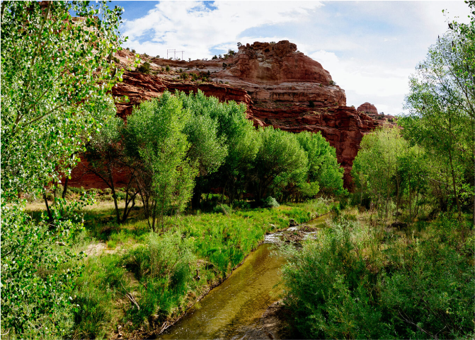 A stream in a forest.