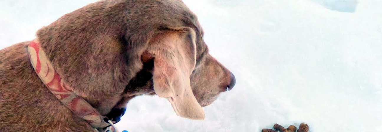 A dog looking at poop in the snow.