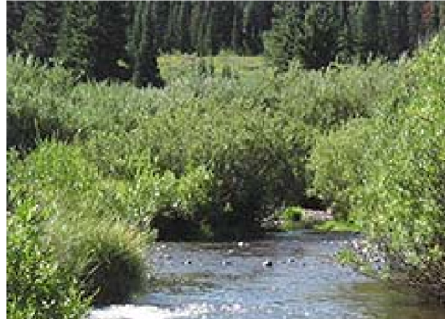 A stream in a forest.