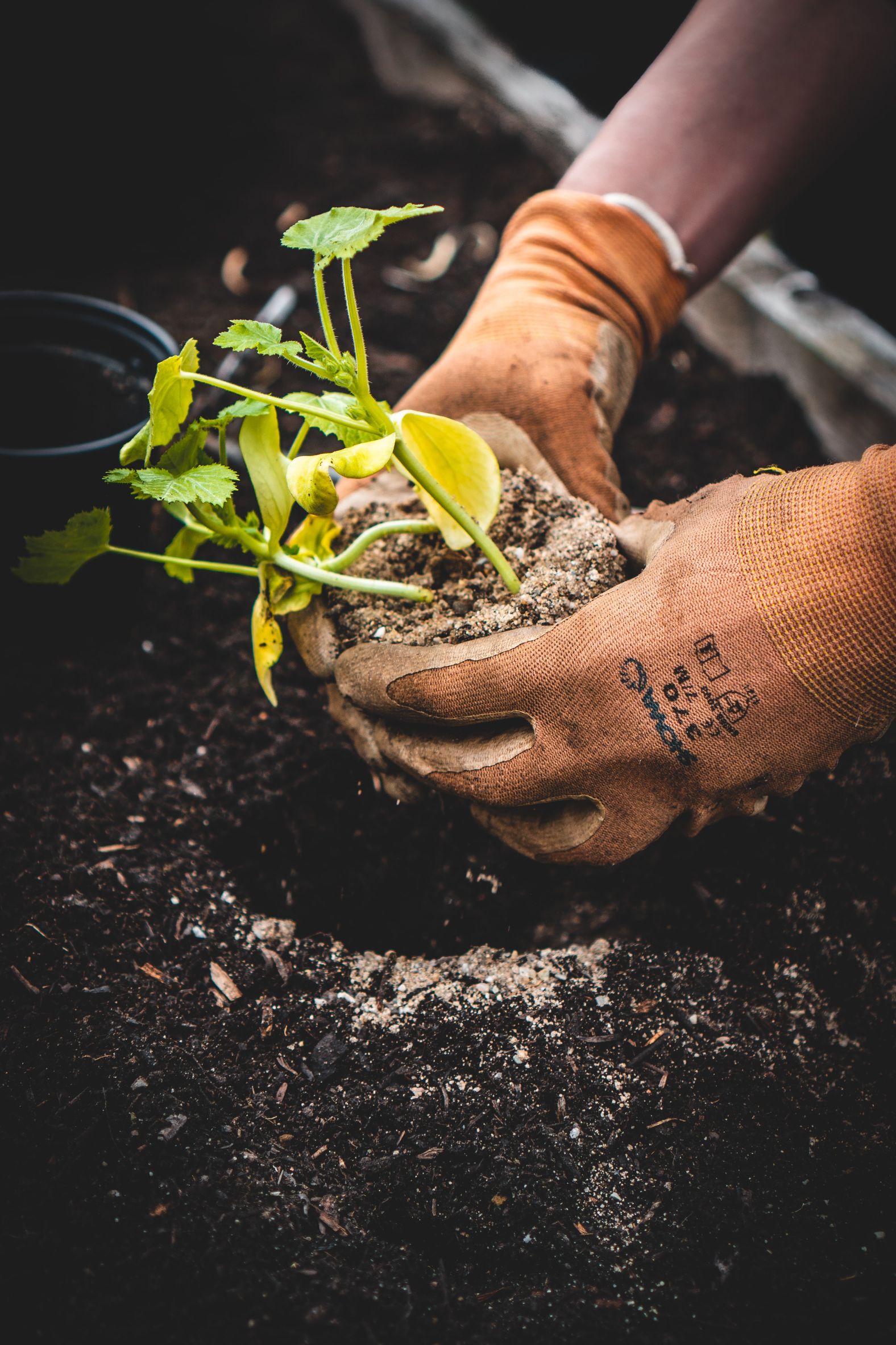 A person holding a plant.