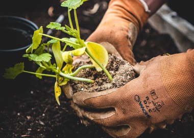 A person holding a plant.