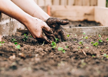 A person planting a plant.